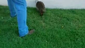 Спасение енота из жестянки - смотреть видео (2:02)