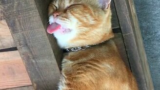 Будим крепко спящего кота - смотреть видео (1:20)