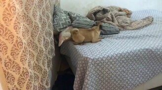 Как мопсу забраться на кровать - смотреть видео (0:07)