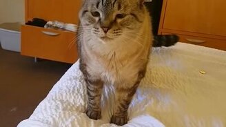 Кот смачно чихнул - смотреть видео (0:15)