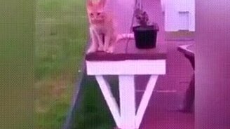 Кошка как человек - смотреть видео (0:29)