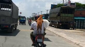 Перевозка собаки на мопеде - смотреть видео (0:27)