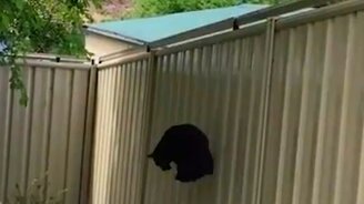 Чтобы кот не убежал со двора - смотреть видео (0:57)