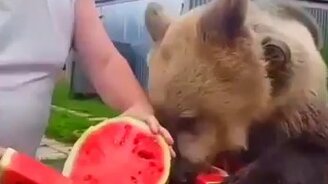 Медведь ест арбуз - смотреть видео (0:41)