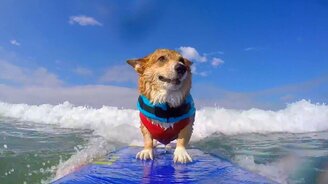 Катание корги на доске для сёрфинга - смотреть видео (1:13)