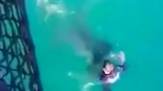 Волнительный момент с акулой - смотреть видео (0:38)