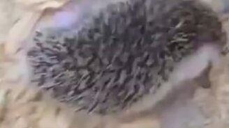 Как ёжик чешется - смотреть видео (0:27)