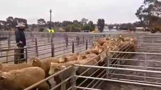 Пёс загоняет овец в грузовик - смотреть видео (1:28)