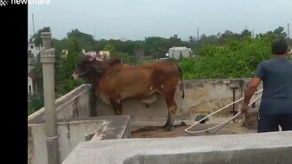 Вызволение быка с балкона - смотреть видео (4:33)