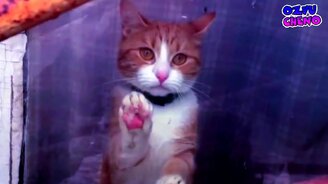 Позови кота с собой. - смотреть видео (2:14)