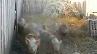 Оказывается, там кто-то есть? - смотреть видео (0:42)