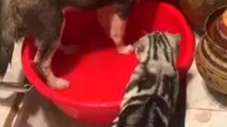 Хватит плескать воду! - смотреть видео (0:22)