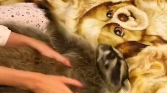 Хозяйка играет с енотом - смотреть видео (0:26)