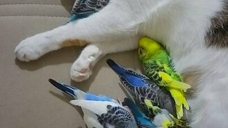 Сладкий сон кота и попугаев - смотреть видео (0:14)