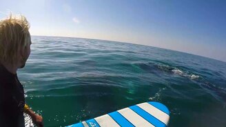 Экстрим на доске и кит - смотреть видео (2:40)