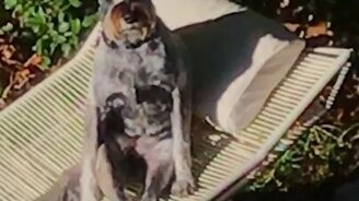 Собака сидит, как человек - смотреть видео (0:10)