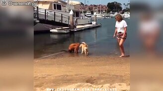 Сборка свежего юмора и курьёзов - смотреть видео (6:16)