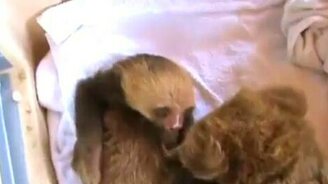 Два ленивца - смотреть видео (1:02)