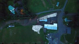 Как собака загоняет овец - смотреть видео (1:00)