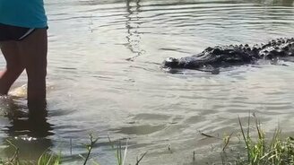 Девушка кормит аллигатора - смотреть видео (2:15)