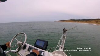 Акула атакует учёного - смотреть видео (0:58)