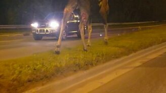 Лось в ночном городе - смотреть видео (0:44)