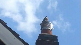 Аттракцион для голубя - смотреть видео (0:13)