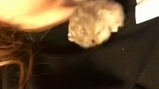 Как кувыркается хомяк - смотреть видео (0:07)