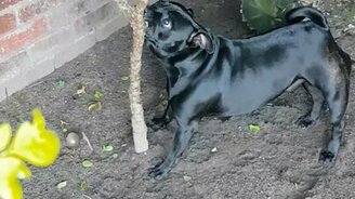 Собака против деревца - смотреть видео (0:26)