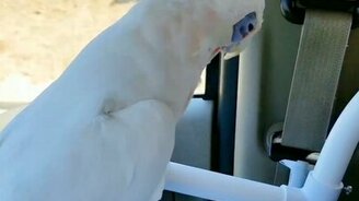 Попугай танцует в авто - смотреть видео (0:25)