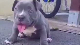 Чудной щенок питбуля - смотреть видео (0:44)