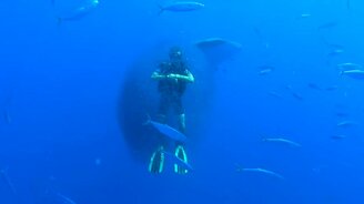 Рыбы окружили водолаза - смотреть видео (2:37)