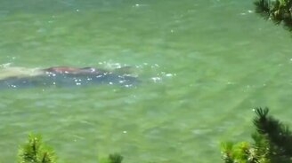 Как плывёт лось - смотреть видео (0:56)