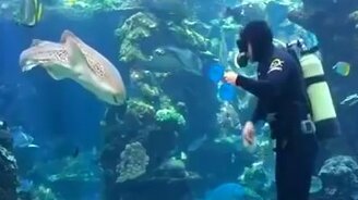 Нежности с зебровой акулой - смотреть видео (1:56)