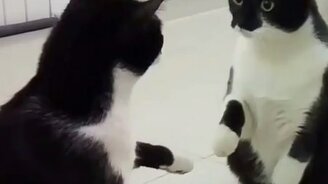 Кот и зеркальное отражение - смотреть видео (1:00)