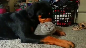 Кошка - любимая игрушка щенка - смотреть видео (0:15)