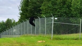 Медвежья миссия выполнима - смотреть видео (0:57)