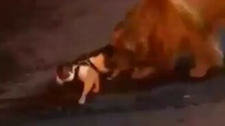 Пошли от греха подальше! - смотреть видео (0:18)