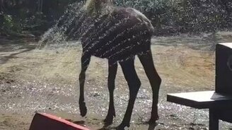 Лосиха принимает душ - смотреть видео (0:37)