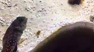 Как выглядит рыбья перепалка - смотреть видео (0:33)