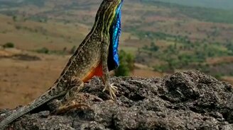 Привлекательная ящерица - смотреть видео (0:26)