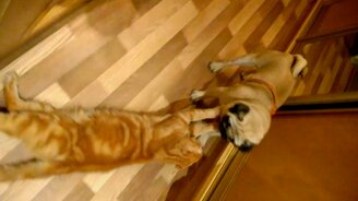 Я от тебя не отцеплюсь! - смотреть видео (0:13)