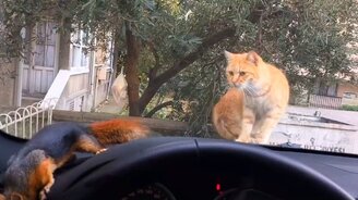 Кошка против белки - смотреть видео (2:18)