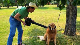 Сухой душ для собаки - смотреть видео (0:49)