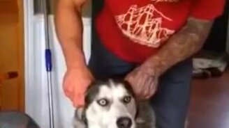 Хаски-мотоцикл - смотреть видео (0:29)