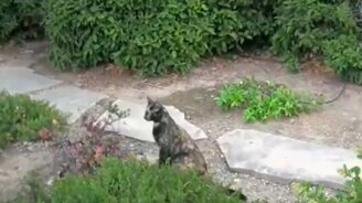 Смешные и ласковые животные - смотреть видео (10:23)