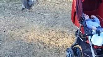 Петух-нянька - смотреть видео (0:25)