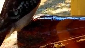 Как привлечь кукабарру - смотреть видео (0:17)