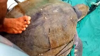 Спасение морских черепах - смотреть видео (4:38)