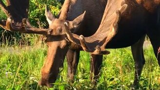 Лось ест придорожную траву - смотреть видео (0:50)